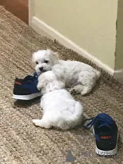 Фото №1. мальтийская болонка - купить в Гейдельберг за 37107₽. Объявление №149055