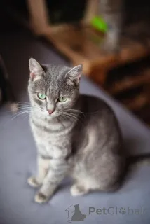 Дополнительные фото: Нежная и ласковая Зоя ищет свою семью.