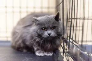 Фото №4. Продам  в Химках из приюта - цена Бесплатно