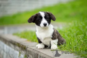 Дополнительные фото: Щенки Вельш-корги кардиган