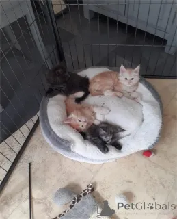 Фото №2 к объявлению №154211 о продаже мейн-кун - купить в Германии 