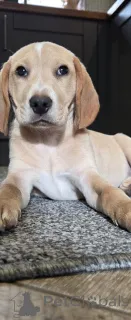 Фото №1. бигль - купить в Амстердам за 74214₽. Объявление №160860