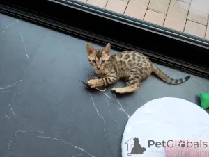 Дополнительные фото: Бенгальский котенок