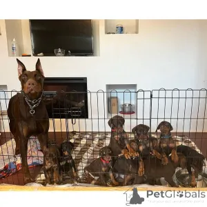 Дополнительные фото: Nuttede dobermann hvalpe søger et kærligt hjem for altid