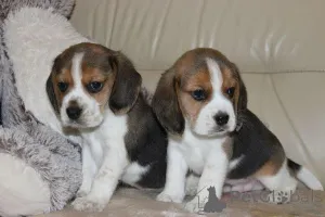 Дополнительные фото: Beagle Puppies ZKWP FCI после чемпионов