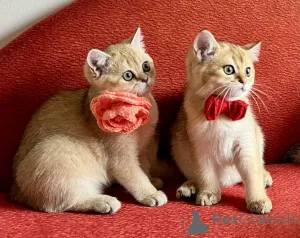 Фото №1. шотландская (скоттиш страйт) - купить в Братислава за договорная. Объявление №147117