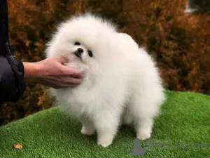 Фото №3. Доступно для любого, кто серьезно настроен и хочет усыновить ее бесплатно,.  Канада