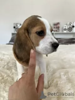 Фото №3. Beagle puppies for sale.  Германия