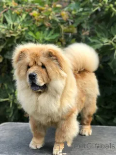 Фото №3. Чоу -чау щенки для продажи! Čau čau štenci na prodaju!.  Сербия