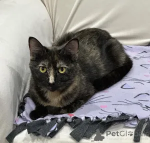 Фото №3. Домашние кошки. Германия