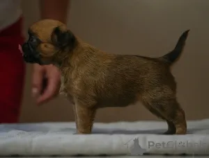 Фото №1. пти-брабансон - купить в Могилёве за 63777₽. Объявление №158234