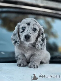 Фото №2 к объявлению №162010 о продаже  - купить в Бельгии 