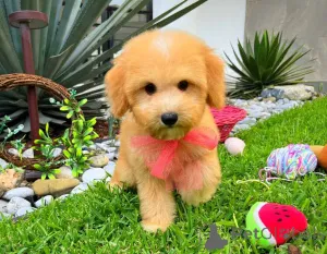 Фото №2 к объявлению №149822 о продаже мальтипу - купить в Германии частное объявление, заводчик