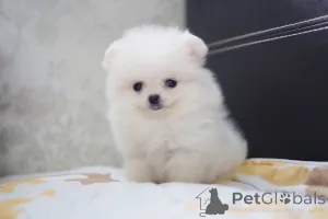 Фото №2 к объявлению №141167 о продаже померанского шпица - купить в Канаде частное объявление