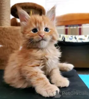 Фото №3. Сука Мейн-кун. Бельгия