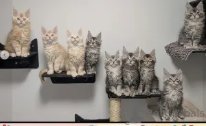 Фото №1. мейн-кун - купить в Хельсинки за договорная. Объявление №165123