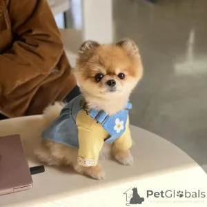 Фото №1. померанский шпиц - купить в Мюнхене за 32468₽. Объявление №137319