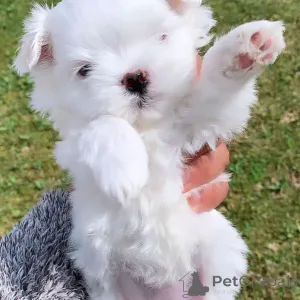 Дополнительные фото: Щенки мальтезе на усыновление, им 11 недель. Характер Очень покладистый и