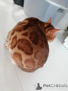 Дополнительные фото: Бенгальский кот Aykamam Amur для разведения