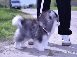 Дополнительные фото: Щенки Помски микро