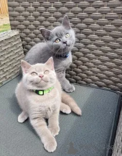 Дополнительные фото: Статные и крепкие котята