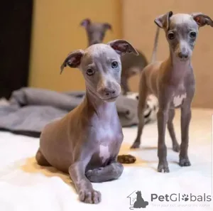 Фото №2 к объявлению №166181 о продаже левретку - купить в Германии частное объявление