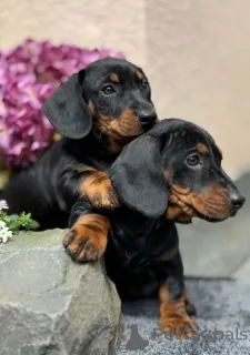 Фото №1. такса - купить в Свободный за 32468₽. Объявление №167373