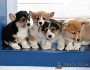 Фото №1. вельш-корги - купить в Таллине за договорная. Объявление №162257