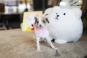 Фото №1. чихуахуа - купить в Аризона за договорная. Объявление №152854