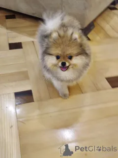 Фото №2 к объявлению №165866 о продаже померанского шпица - купить в Грузии частное объявление, из питомника, заводчик