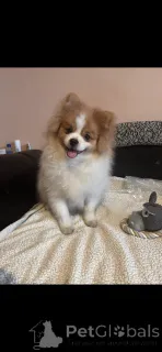 Фото №3. Шпиц на усыновление - 1 кобель и 2 суки..  Франция