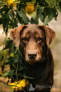 Фото №1. лабрадор-ретривер - купить в Химках за Бесплатно. Объявление №156854
