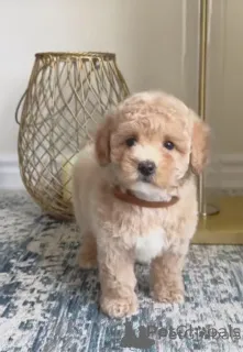 Фото №3. Щенки Мальтипу.  Германия