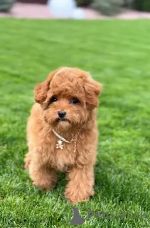 Фото №3. Крошечный красный игрушечный пудель Poodle Проверка, вакцинированные и готовые к.  Великобритания