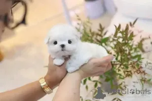 Фото №1. мальтийская болонка - купить в Варшаве за договорная. Объявление №163079