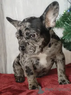 Дополнительные фото: Французский бульдог