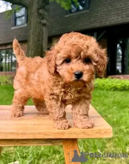 Фото №3. Игрушечные щенки уже доступны.  Словакия