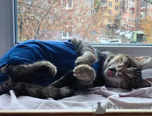 Фото №2 к объявлению №156956 о продаже  - купить в России частное объявление