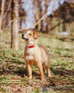 Дополнительные фото: Милейшая Дива,домашняя девочка-щенок ищет дом