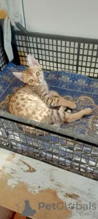 Дополнительные фото: Savannа f6