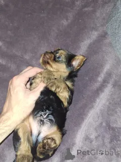 Дополнительные фото: Чистокровные щенки Йоркширского Терьера.