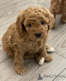 Фото №3. Пять красивых щенков F1B Cavapoo.  Австрия