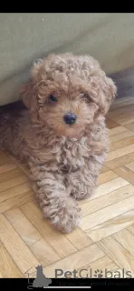 Фото №1. пудель (той) - купить в Цюрих за договорная. Объявление №145001