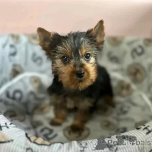 Фото №4. Продажа йоркширского терьера в Берлине частное объявление, из приюта - цена 51022₽