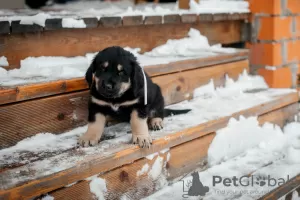 Дополнительные фото: Щенки Хотошо ( Бурятская Собака ) питомник Наследие Бурятии