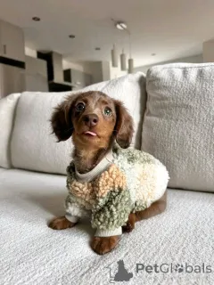 Фото №3. Ищем любящий дом. Свяжитесь с WhatsApp Business 447450021323..  Финляндия