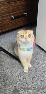 Фото №1. шотландская вислоухая (скоттиш фолд) - купить в На Финстервейле за 32468₽. Объявление №154972