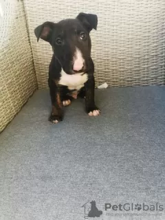 Фото №3. Miniature Bull Terrier puppies for sale.  Германия