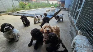 Фото №2 к объявлению №160326 о продаже лаготто-романьоло - купить в Сербии 