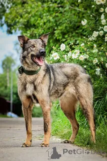 Фото №4. Продажа беспородную в Москве реке частное объявление - цена Бесплатно